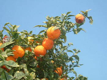 orange tree