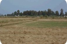 Laganas-Actual Plot